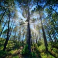La Forêt au Cinéma: Entre Angoisse et Enchantement