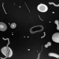 France Culture : Les Parasites