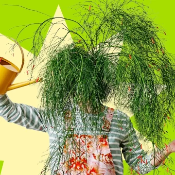 La Timidité des Cimes : Un Mystère Botanique