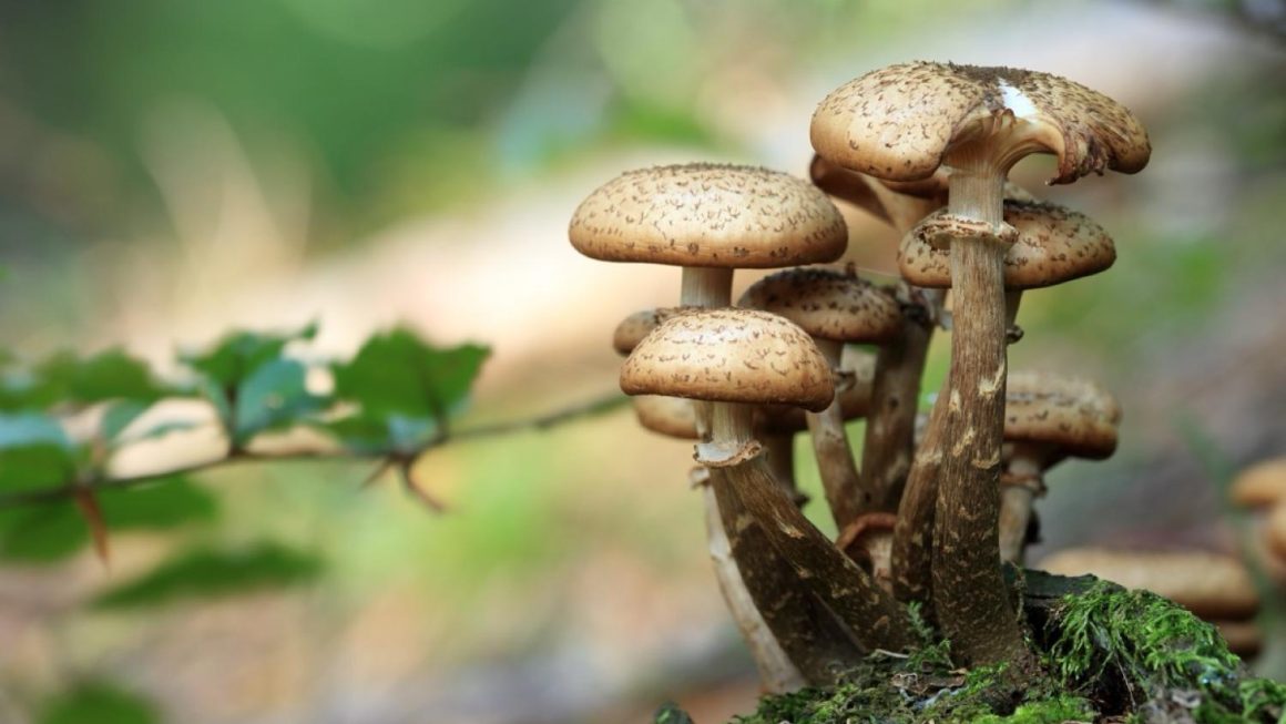 La prudence s&rsquo;impose lors de la cueillette des champignons