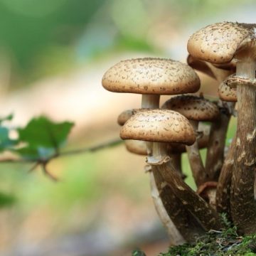 La prudence s&rsquo;impose lors de la cueillette des champignons
