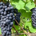 La célébration des vendanges à Ermont