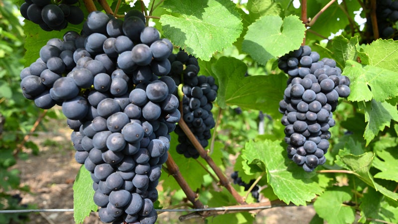 343ab6ee-a997-44bd-a0e2-8c530a3c3ef3 La célébration des vendanges à Ermont