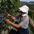 Les vendanges 2026: Un millésime exceptionnel dans le Piémont
