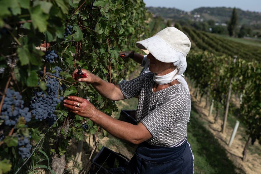 3b114274-9d30-4553-88fc-98c0e20389dd Les vendanges 2026: Un millésime exceptionnel dans le Piémont