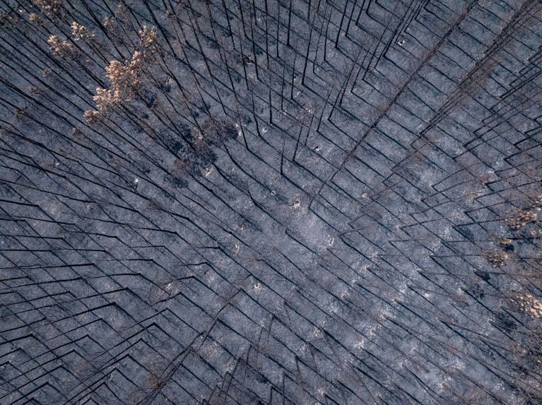 FRANCE-AERIAL-BURNT-PINES-FOREST-TREES-CULTURE-FIRE-NOUVELLE-AQUITAINE Les Incendies en Gironde et Landes : Réflexion sur le Futur Forestier