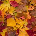 Pourquoi les feuilles changent de couleurs en automne