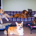 Familles d&rsquo;accueil et adoption d&rsquo;animaux en France
