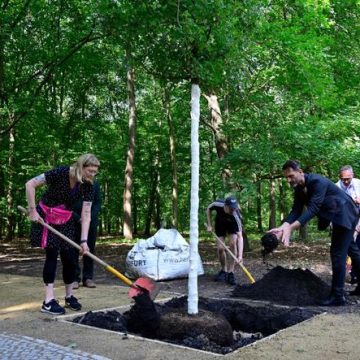 4d8d5e7d-8e21-41b1-9b48-43c8d0fbefa7 Un érable commémoratif arraché au parc Tiergarten