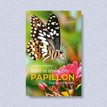 Les secrets fascinants des papillons révélés par Violaine Llaurens