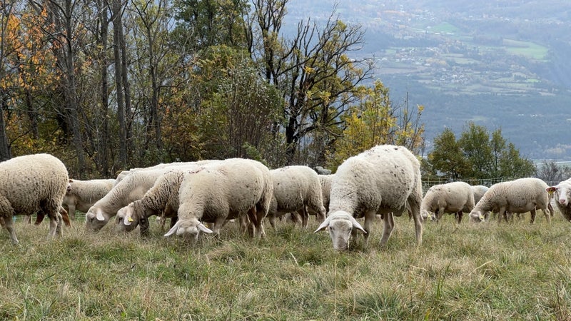 5a2b8dac-d582-4689-8fb3-c2a47044efe6 Une attaque de loups cause la mort de 64 brebis dans le Vercors