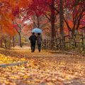 L&rsquo;attrait croissant de l&rsquo;automne sur les réseaux sociaux