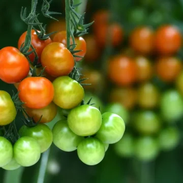 La tomate en 2026 : entre tradition et défis climatiques