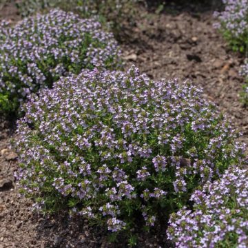 Thymus vulgaris or common thyme flowering plants La culture du thym buissonnant après un été caniculaire