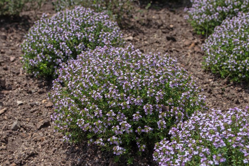 Thymus vulgaris or common thyme flowering plants La culture du thym buissonnant après un été caniculaire