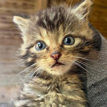 Un chat forestier sauvé dans le massif du Baïgura