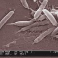 Les infections à l&rsquo;origine de nombreux cancers en 2024 : état des lieux et prévention