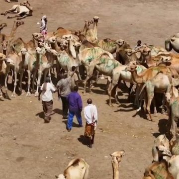 7afcecce-ce2d-4476-987a-618cc699abba Dans l’ombre du Somaliland: un état méconnu en quête de reconnaissance