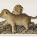 La Fusion de l&rsquo;Art et de la Science au Muséum National d&rsquo;Histoire Naturelle