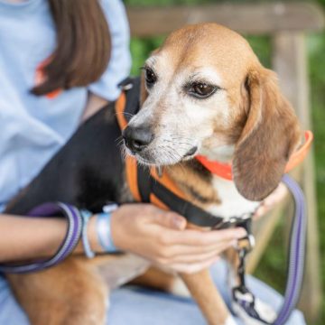 Réhabilitation des Animaux de Laboratoire