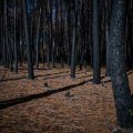 Le mégafeu de Saumos enfin maîtrisé