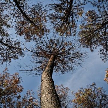 Planter des arbres : efficacité et défis face au changement climatique
