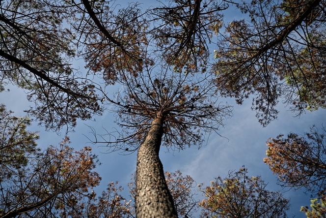 87987aac-e8ff-480d-9f1a-8a9e0c851cd6 Planter des arbres : efficacité et défis face au changement climatique