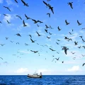 Baltic Sentry : Une mission de surveillance en mer Baltique