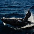 Comportements des baleines observés après la mort d&rsquo;un baleineau