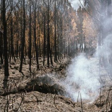 Émissions record de carbone dues aux incendies en France