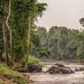 Protection des éléphants de Bornéo: Un combat essentiel