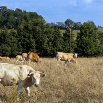 Propagation du virus Shamonda dans les élevages bovins français