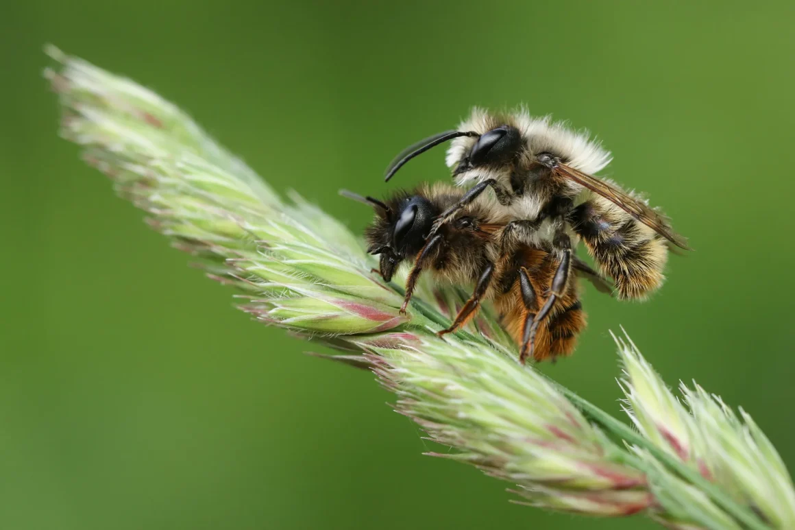 af97866c-8eb2-4647-ab51-2709ac711f90 Les abeilles solitaires : un rôle essentiel dans la pollinisation