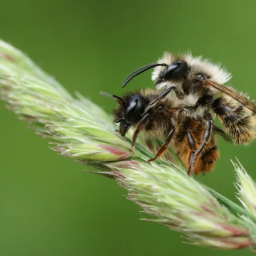Les abeilles solitaires : un rôle essentiel dans la pollinisation