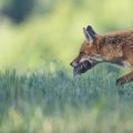 Le rôle crucial du renard dans la préservation des prairies