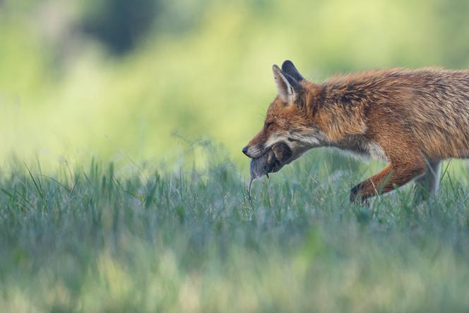 baace7a0-5908-4848-bf2b-6d66b054353b Le rôle crucial du renard dans la préservation des prairies