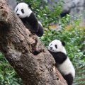 Deux pandas géants chinois envoyés aux États-Unis