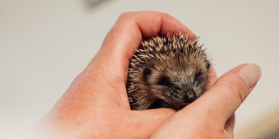 ccd89637-7ef6-419d-aa45-e6e91532f381 Les centres de soins monoespèces : des refuges pour les animaux en détresse