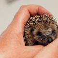 Les centres de soins monoespèces : des refuges pour les animaux en détresse