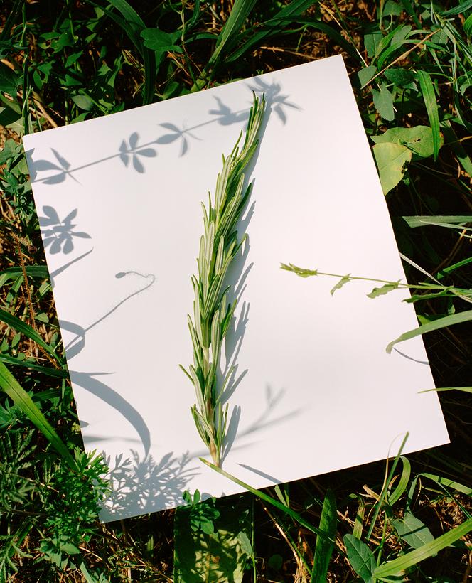 ce2c5dc1-b041-4161-ac1f-40433a4813d8 Romarin : Un atout pour vos compositions florales