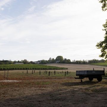 d9e2a883-7400-4988-b4c5-478144bb0a8a Le vignoble bordelais face aux défis climatiques