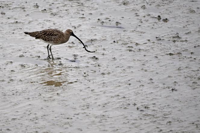 da6784e5-2ffe-43ad-9c1a-22ce954be51b Déclin Alarmant des Oiseaux Migrateurs