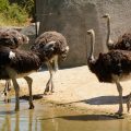 Pratiques controversées dans l&rsquo;industrie des plumes d&rsquo;autruche en Afrique du Sud