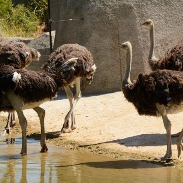 Pratiques controversées dans l&rsquo;industrie des plumes d&rsquo;autruche en Afrique du Sud