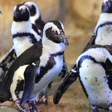 Les Manchots du Cap quittent Nausicaá pour Le PAL