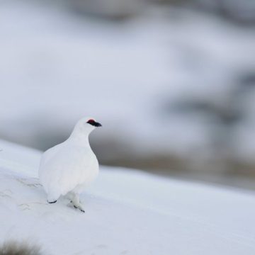 Lagopède Alpin et Grand Tétras: Nouvelle Protection en France