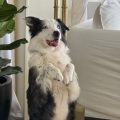 Les chiens acteurs : des partenaires à part entière du cinéma