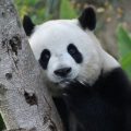 Les pandas géants : Symboles du pouvoir diplomatique chinois