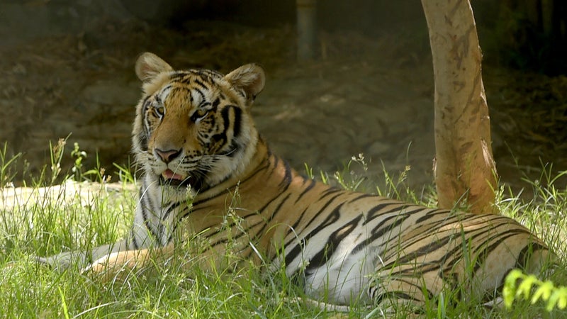 12ff8214-8271-4708-bf5b-faf66ff0ecfc Décès d’un homme attaqué par un tigre au Yorkshire Wildlife Park