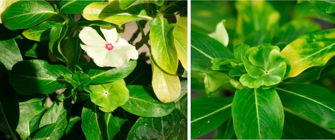 1abbe7a2-26f3-4bb3-806a-22d0d9922f6a La vie cachée des plantes : Les phytoplasmes et leurs effets